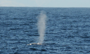 two tohora (blue whale)